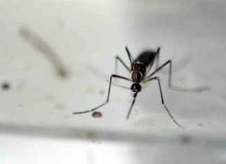 en-europe-les-cas-de-dengue-et-de-maladies-lies-aux-moustiques-connaissent-une-hausse-significative