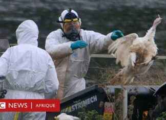 grippe-aviaire-5-cls-pour-comprendre-ce-quest-la-maladie-et-comment-elle-sest-propage-dans-le-monde-bbc-news-afrique