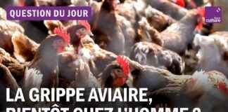 grippe-aviaire-cet-inquitant-nouveau-variant-vient-de-faire-sa-premire-victime-closer