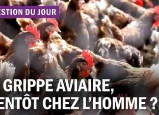 grippe-aviaire-cet-inquitant-nouveau-variant-vient-de-faire-sa-premire-victime-closer