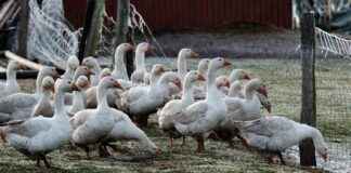 grippe-aviaire-lue-conclut-un-contrat-pour-665000vaccins-destins-aux-personnes-les-plus-exposes-une-potentielle-transmission-lhumain