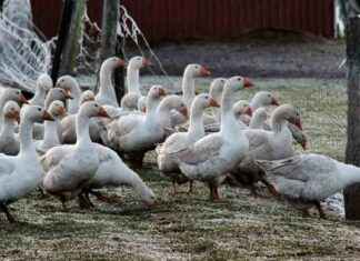 grippe-aviaire-lue-conclut-un-contrat-pour-665000vaccins-destins-aux-personnes-les-plus-exposes-une-potentielle-transmission-lhumain