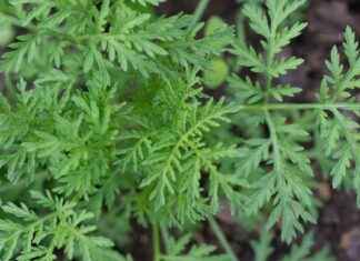 news-17062024-033203