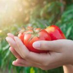 pour-faire-baisser-sa-tension-voici-la-quantit-de-tomates-manger-par-jour