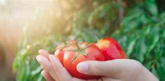 pour-faire-baisser-sa-tension-voici-la-quantit-de-tomates-manger-par-jour