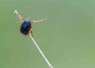 tiques-le-virus-de-la-fivre-hmorragique-de-crime-congo-dtect-en-france-actualit-ufc-que-choisir