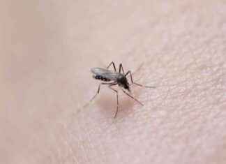 Beware of Tiger Mosquito Bites: 51 Cases of Dengue in Normandy news-12072024-195712