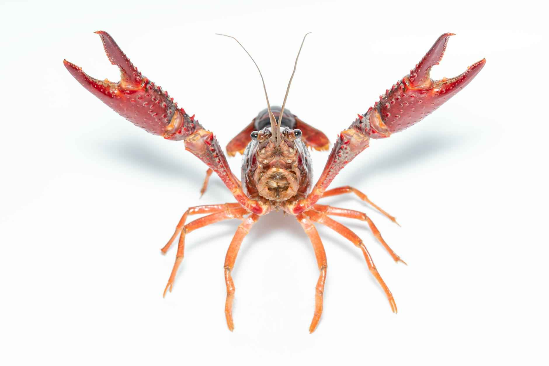 Almejas A La Marinera Receta Gallega Tradicional 1 ¿Qué Son Las Almejas?