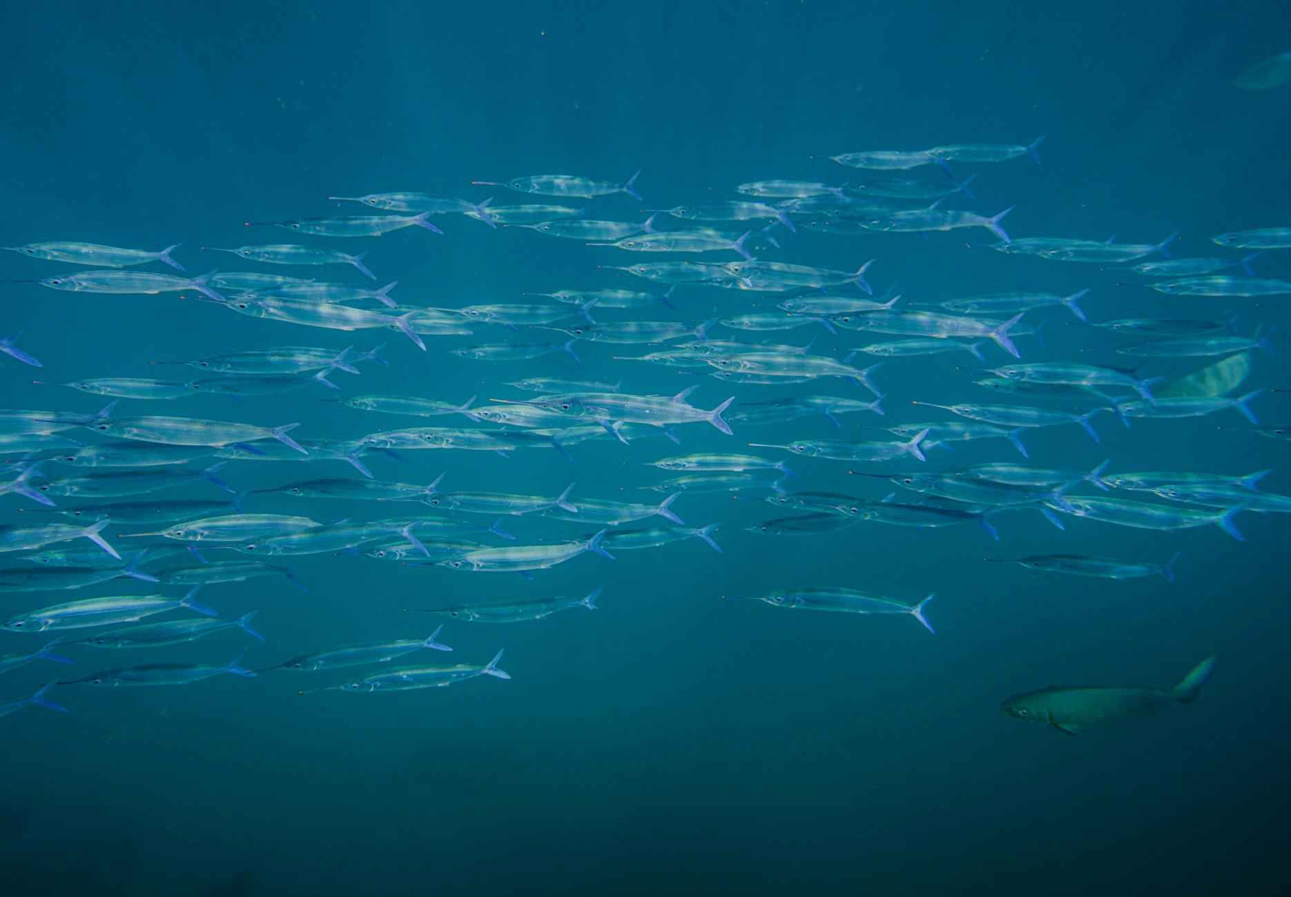 Bacalao Con Tomate Receta De La Abuela Sabrosa 1 Origen Del Bacalao