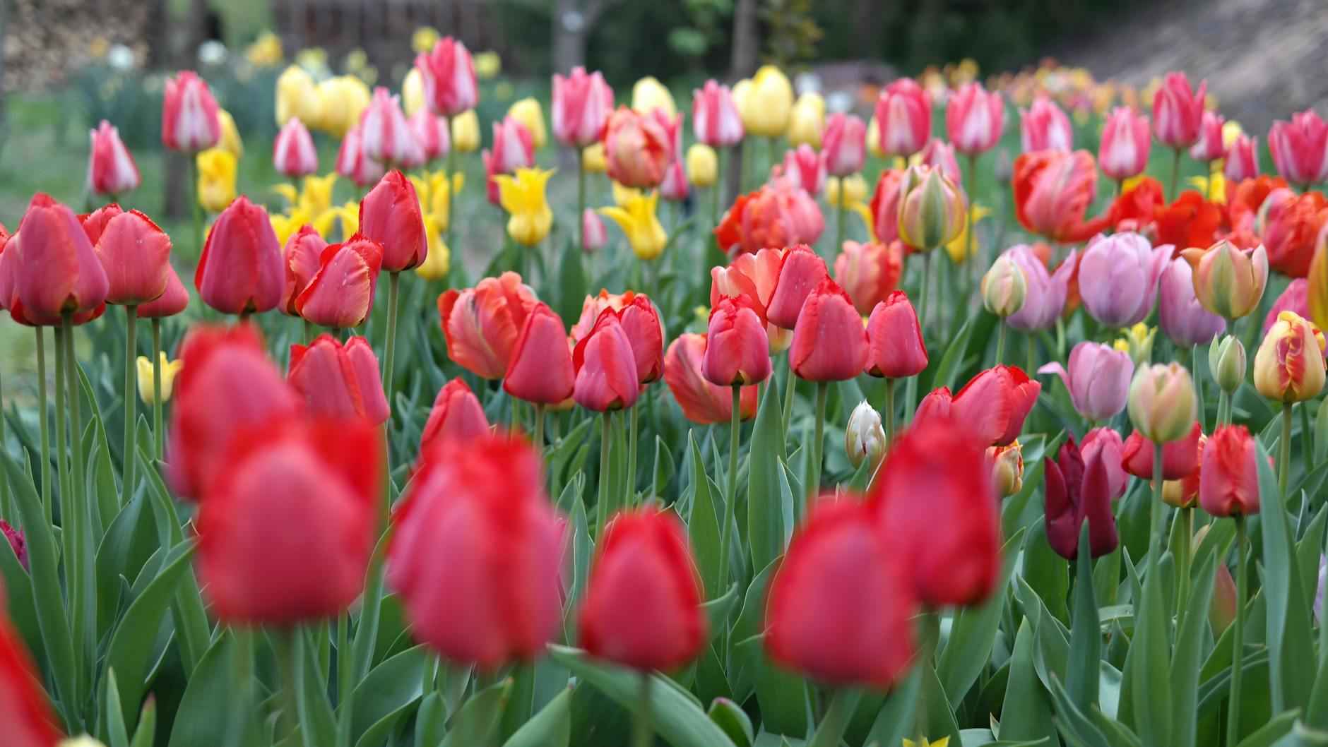 Pasos Para Preparar El Bizcocho