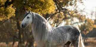 Conejo Al Ajillo Receta De La Abuela Paso A Paso Fácil Conejo Al Ajillo Receta De La Abuela Paso A Paso Fácil