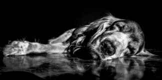 Pollo En Pepitoria Receta De La Abuela Tradicional Pollo En Pepitoria Receta De La Abuela Tradicional