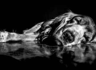 Pollo En Pepitoria Receta De La Abuela Tradicional Pollo En Pepitoria Receta De La Abuela Tradicional