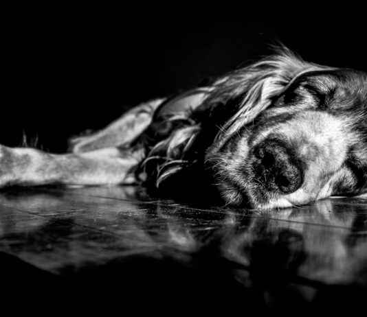 Pollo En Pepitoria Receta De La Abuela Tradicional