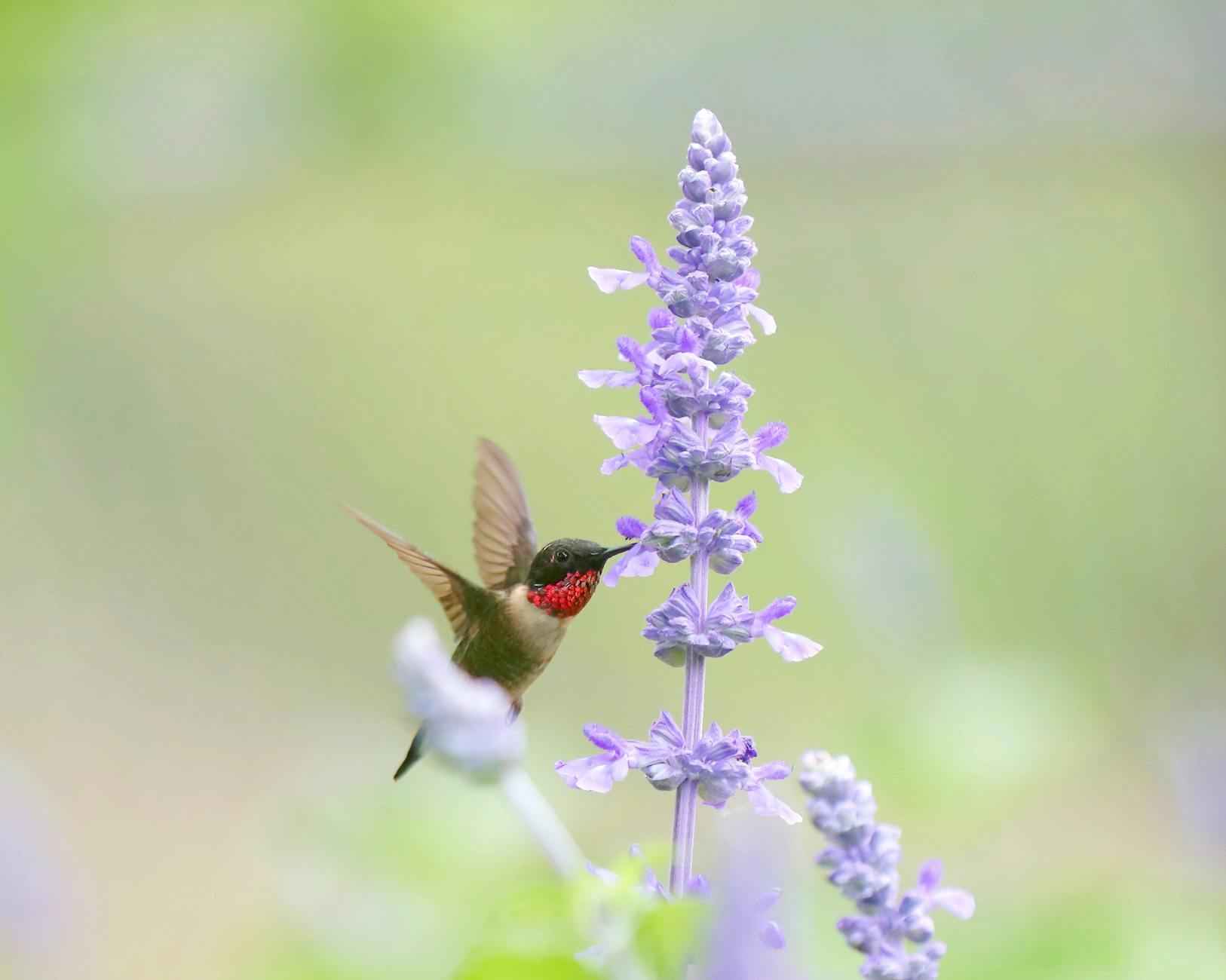 Preparación de la Masa