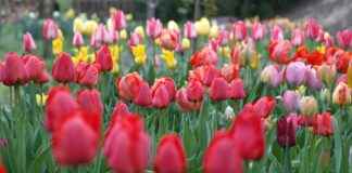Receta Tarta De La Abuela Casera Y Cremosa Receta Tarta De La Abuela Casera Y Cremosa