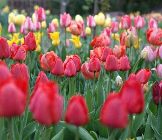 Receta Tarta De La Abuela Casera Y Cremosa